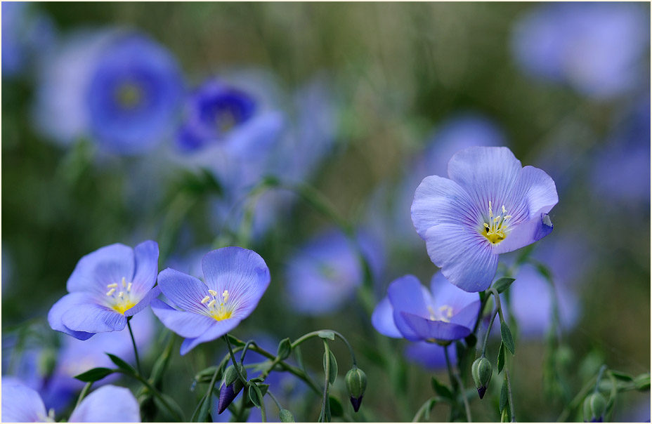 Lein, Bedburger Teiche