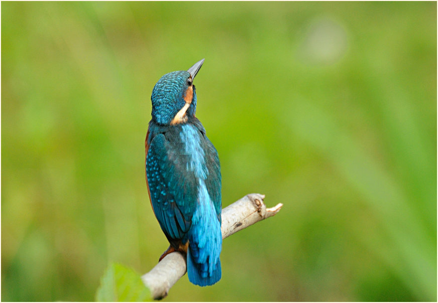 Eisvogel, Bedburger Teiche