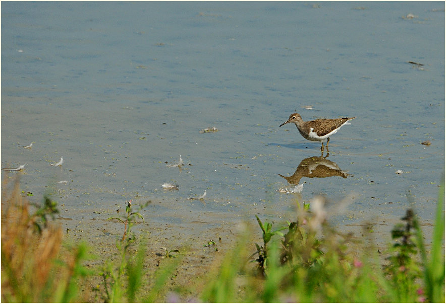 Flußuferläufer, Bedburger Teiche