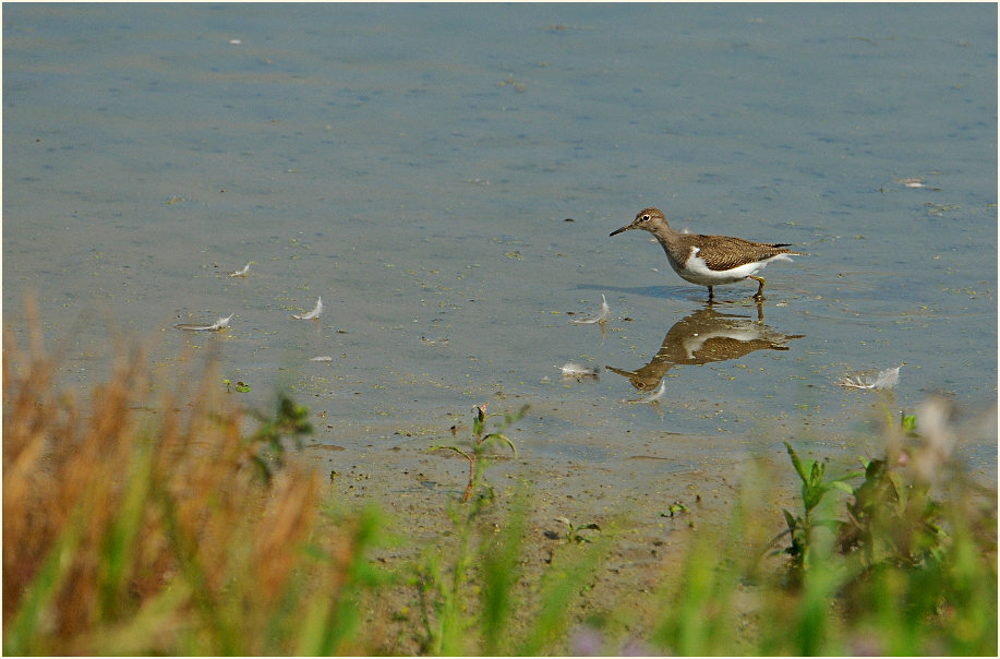 Flu&szlig;uferl&auml;ufer, Bedburger Teiche