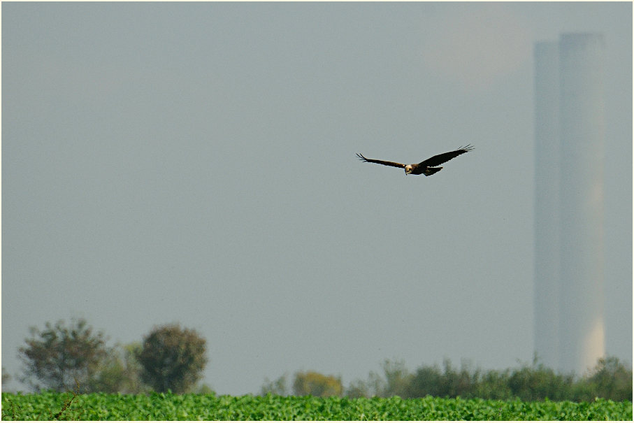 Rohrweihe, Bedburger Teiche