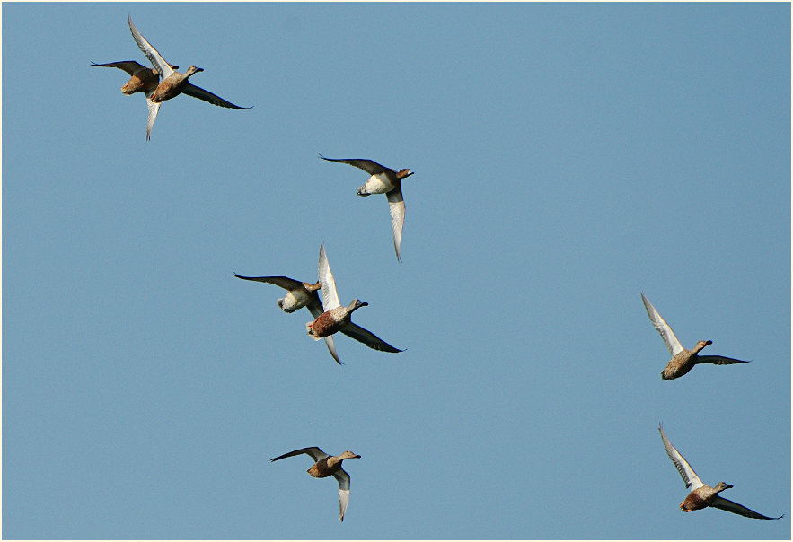 L&ouml;ffel- und Pfeifenten, Bedburger Teiche