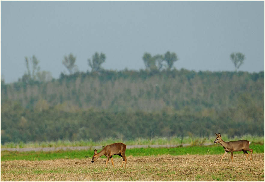 Rehe in der Umgebung der Bedburger Teiche