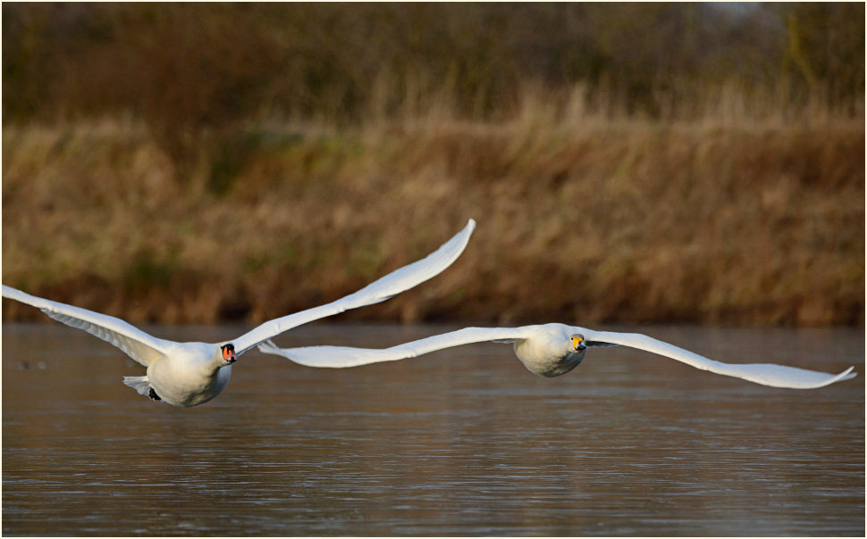 Sing- und Höckerschwan, Bedburger Teiche
