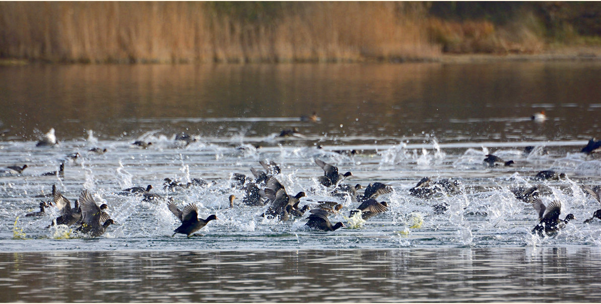Bläßhühner, Peringsmaar