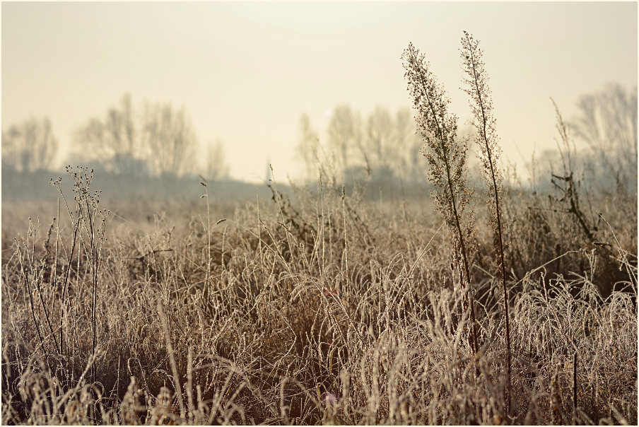Winter an der Erft bei Bedburg