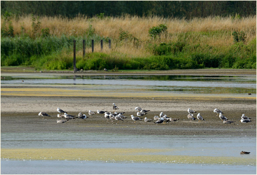 Heringsmöwen, Bedburger Teiche