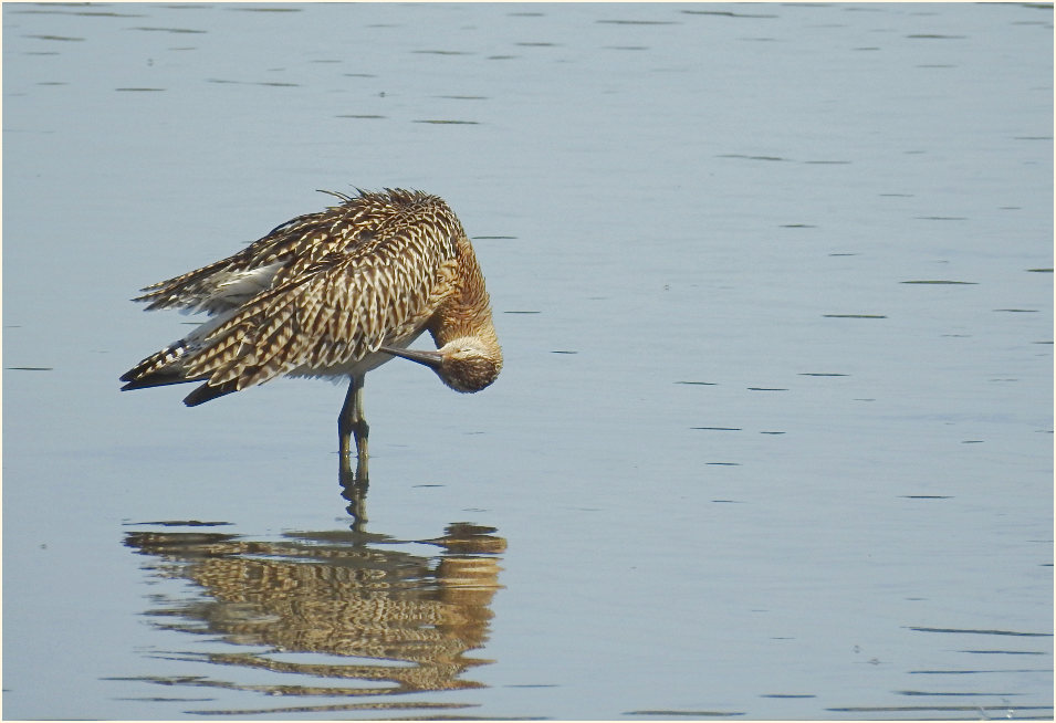 Gro&szlig;er Brachvogel, Bedburger Teiche