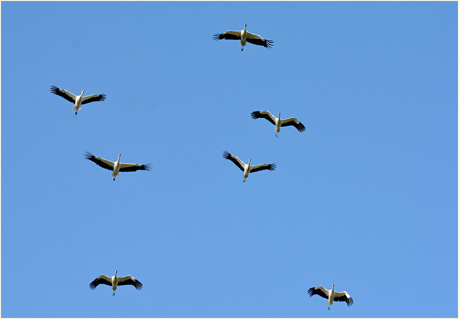 Storchenzug, Bedburger Teiche