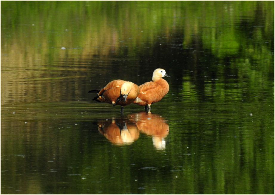 Rostgänse, Bedburger Teiche