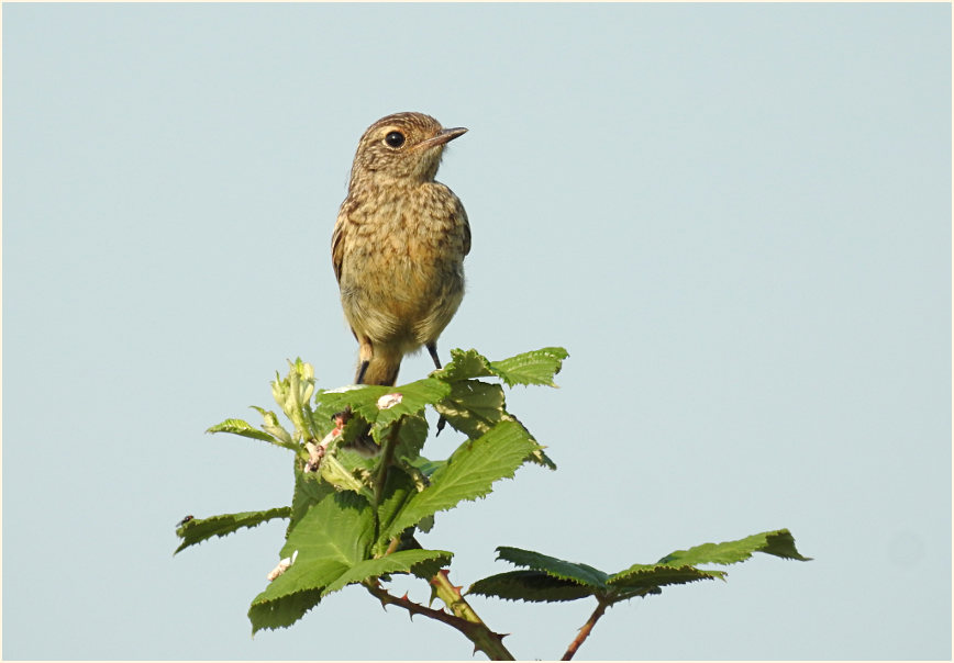 Schwarzkehlchen, Bedburger Teiche