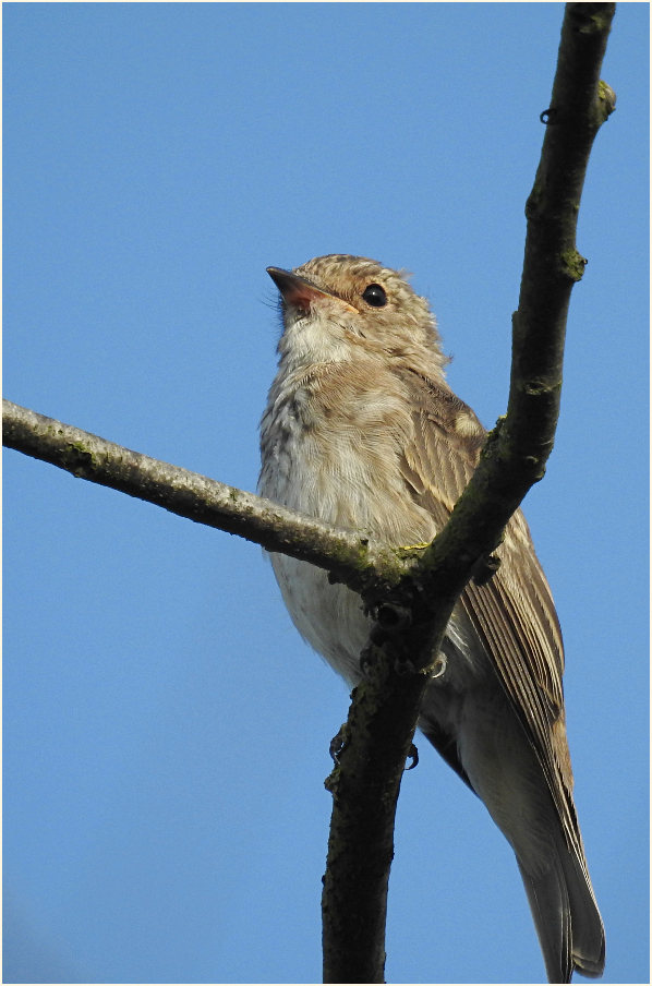 Grauschnäpper, Bedburger Teiche