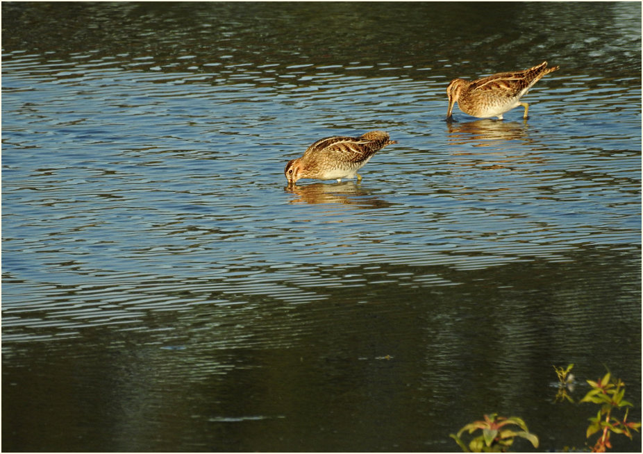 Bekassine, Bedburger Teiche