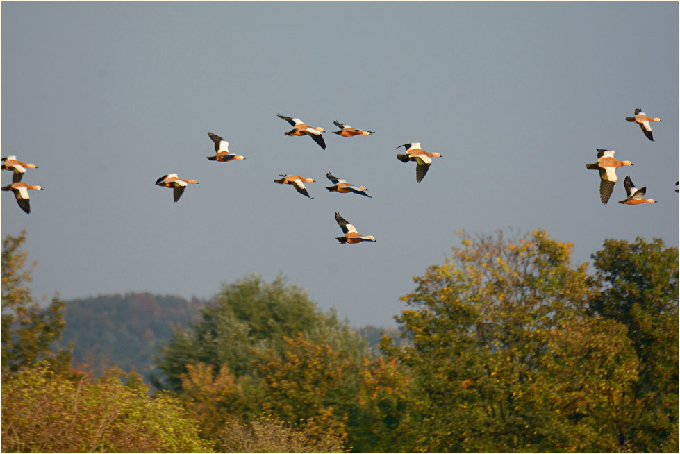 Rostg&auml;nse, Bedburger Teiche
