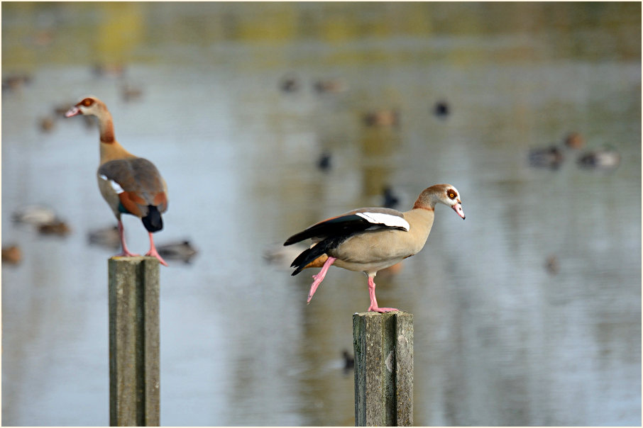 Nilgänse, Bedburger Teiche