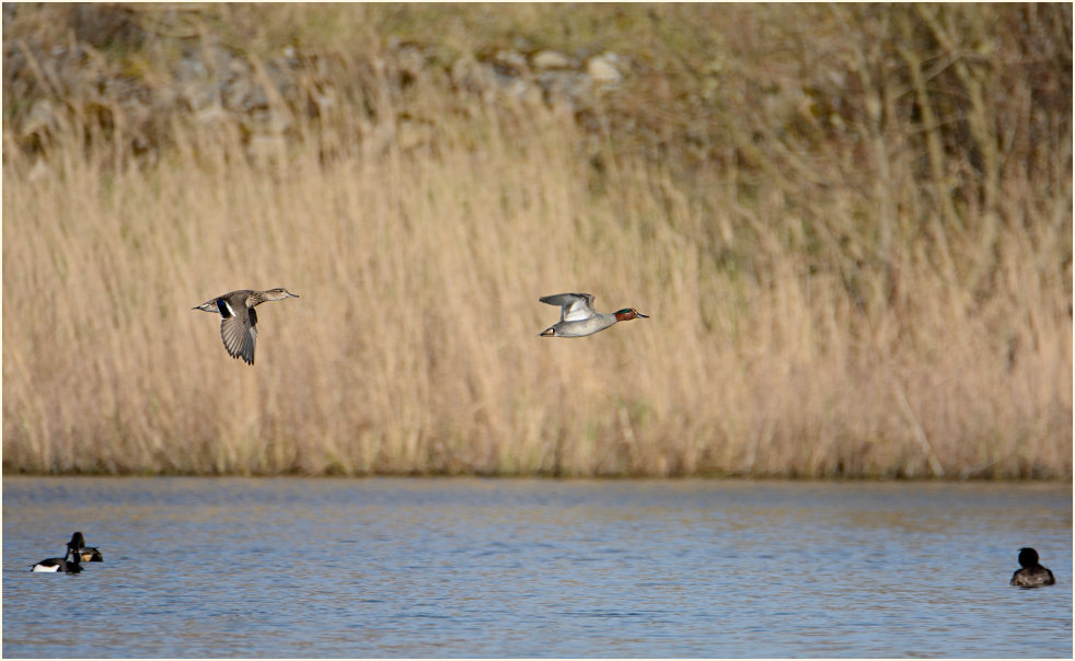 Krickenten, Bedburger Teiche