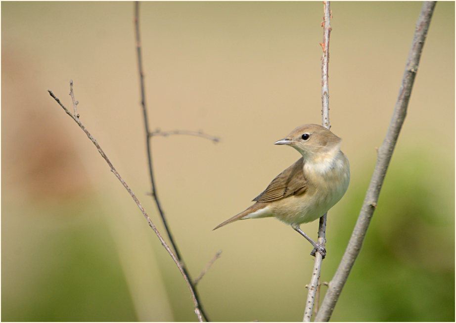 Gartengrasm&uuml;cke, Bedburger Teiche
