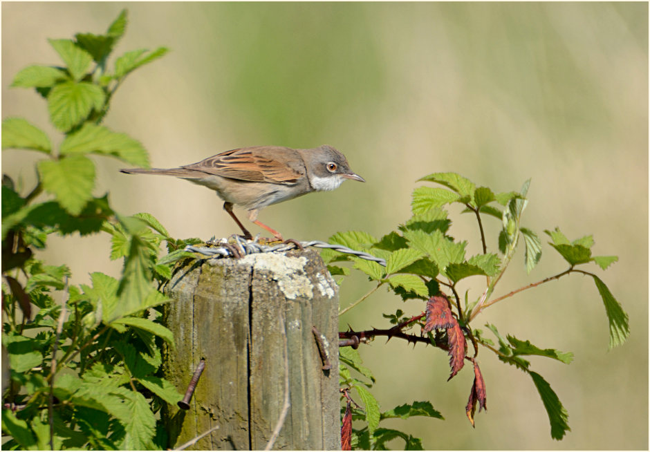 Dorngrasm&uuml;cke, Bedburger Teiche