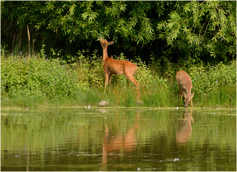 Rehe, Bedburger Teiche