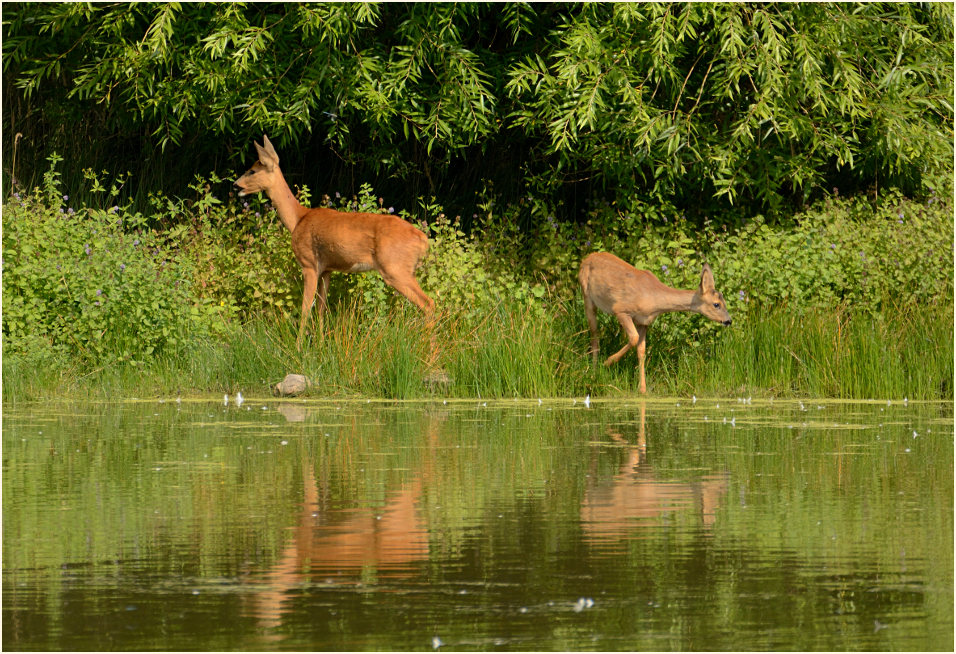Rehe, Bedburger Teiche