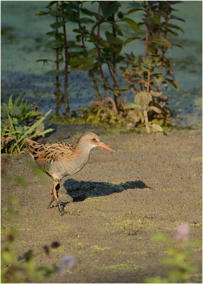 Wasserralle, Bedburger Teiche