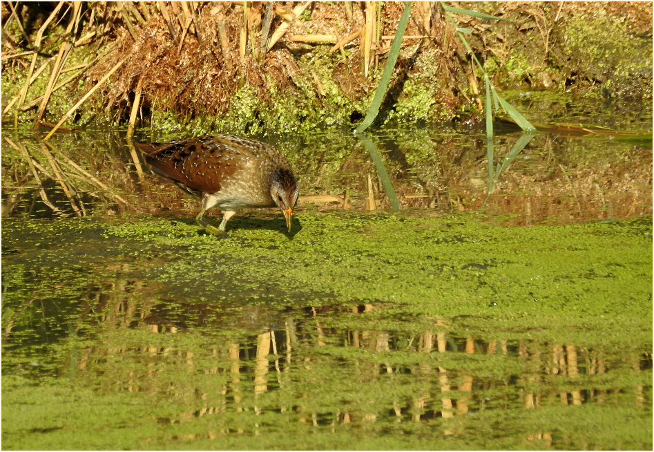 Sumpftüpfelhuhn, Bedburger Teiche