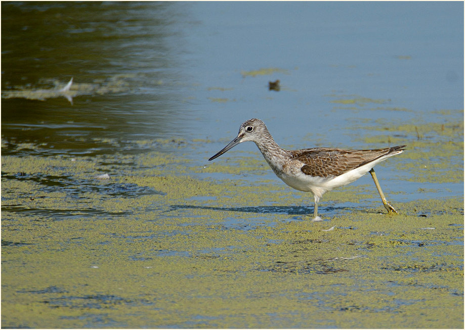 Gr&uuml;nschenkel, Bedburger Teiche