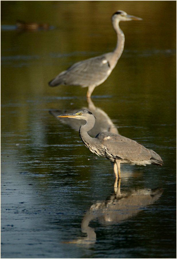 Graureiher, Bedburger Teiche