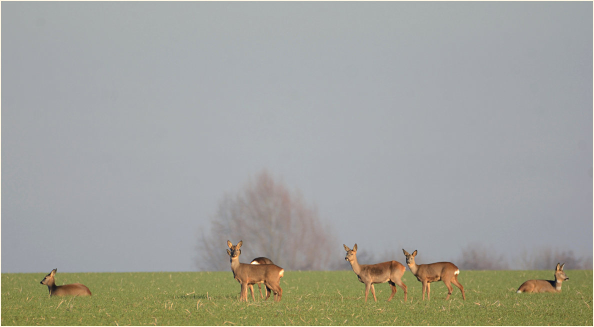 Rehe, Umgebung Bedburger Teiche