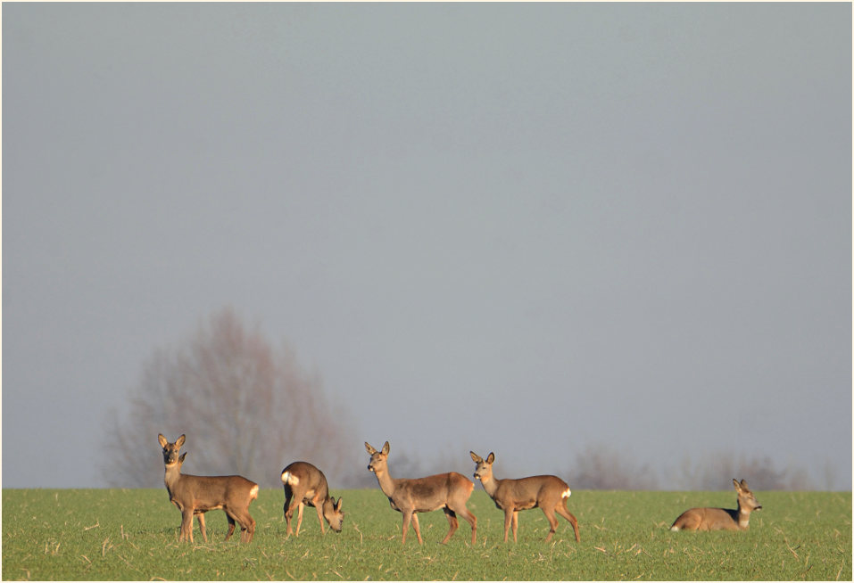 Rehe, Umgebung Bedburger Teiche