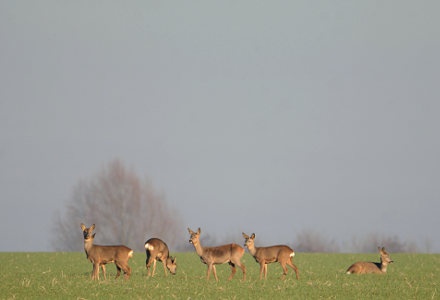 vergrößern