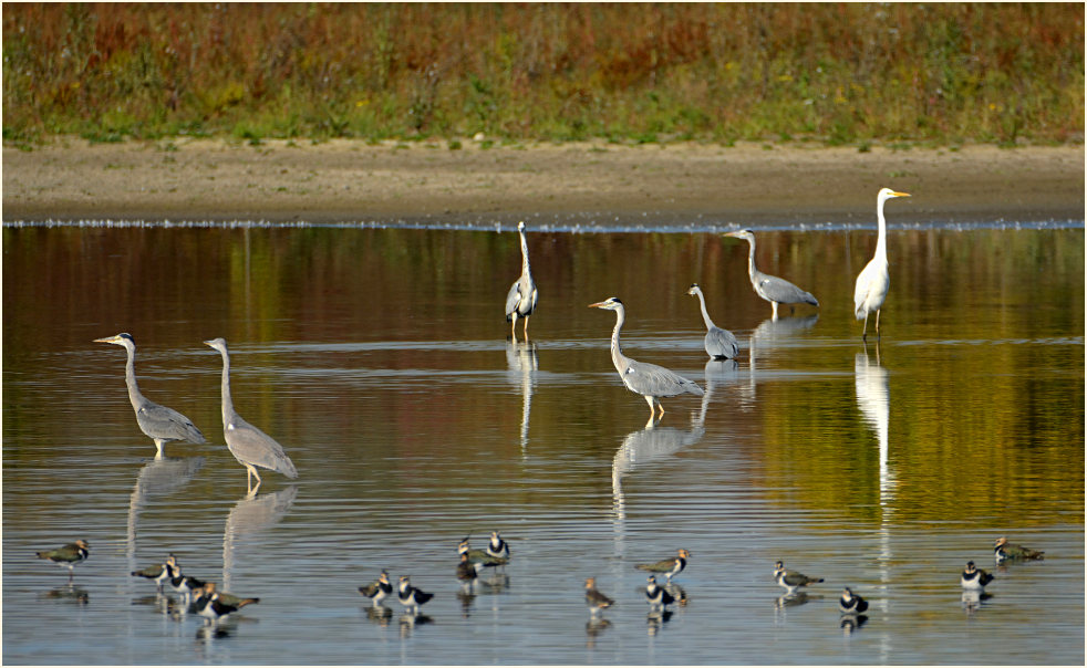 Graureiher, Bedburger Teiche