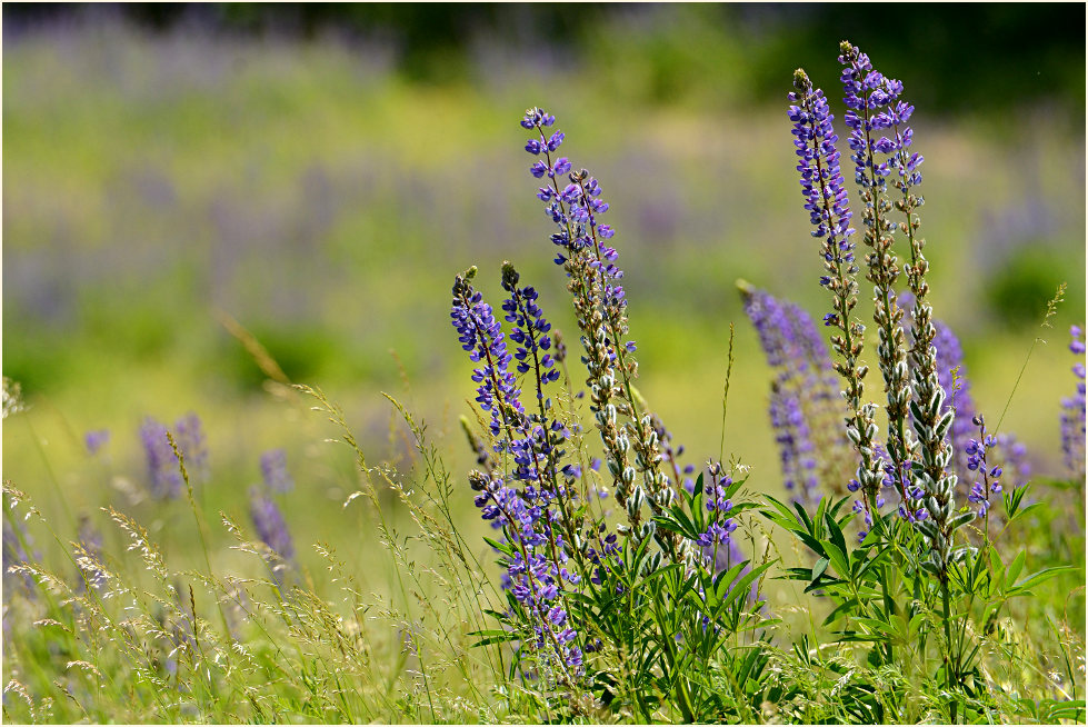 Blumenwiese,Umgebung Bedburger Teiche