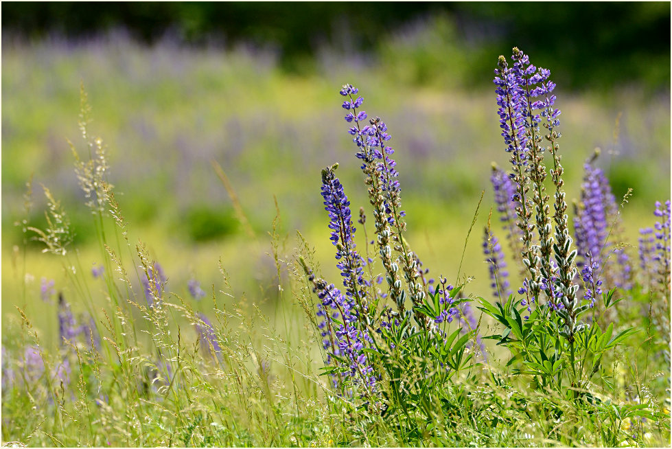 Blumenwiese,Umgebung Bedburger Teiche