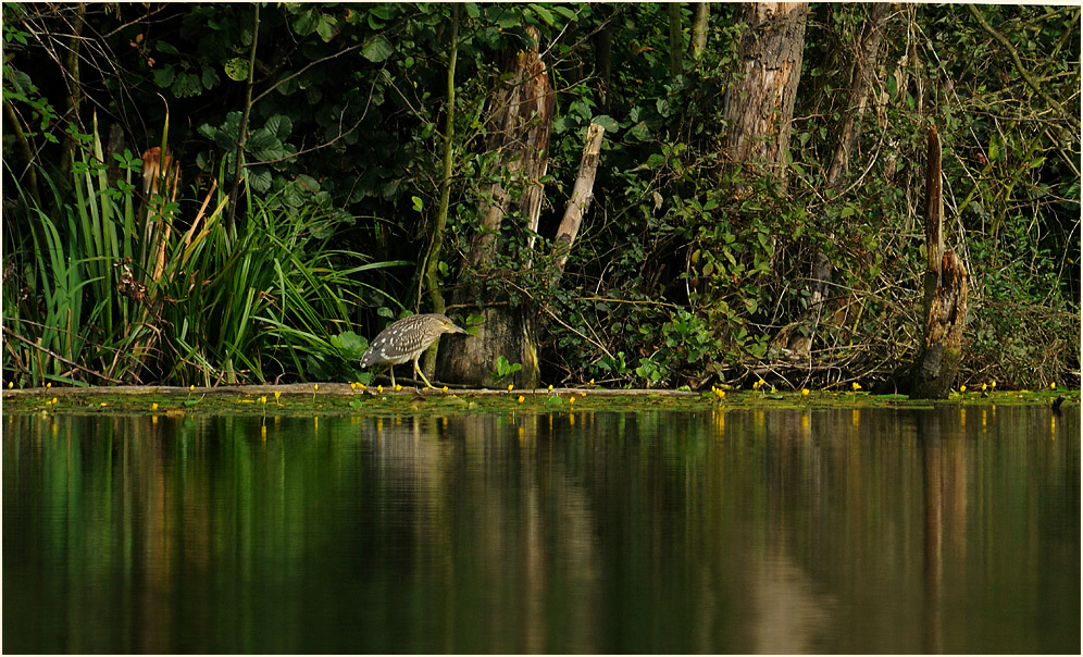 Junger Nachtreiher, Peringssee Bedburg