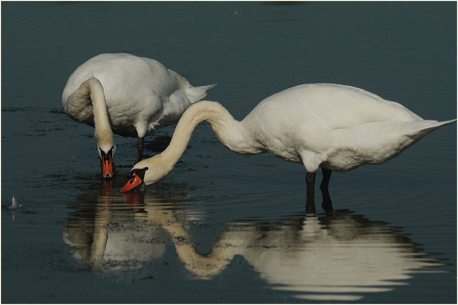 Höckerschwäne, Bedburger Teiche