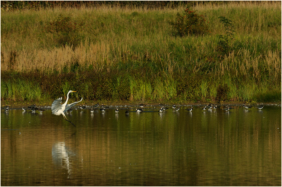 Silberreiher, Bedburger Teiche