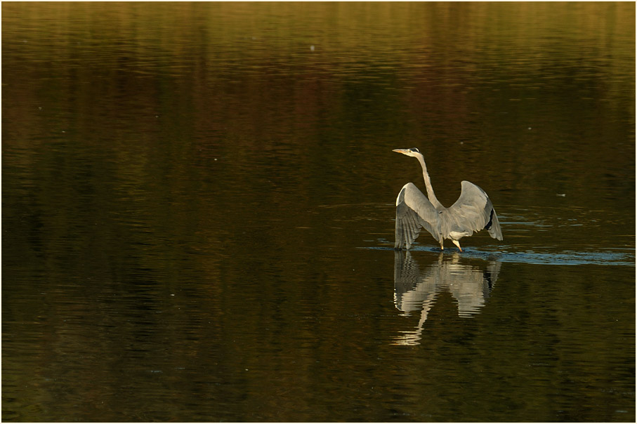 Graureiher, Bedburger Teiche