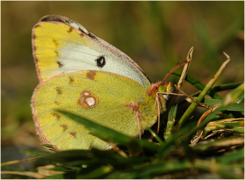 Goldene Acht, Bedburger Teiche