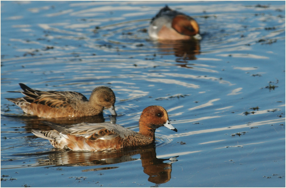 Pfeifenten, Bedburger Teiche