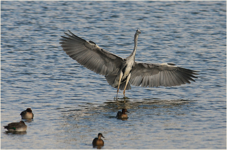 Graureiher, Bedburger Teiche