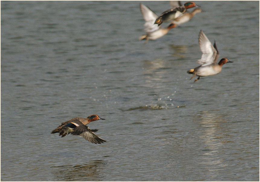 Krickenten, Bedburger Teiche