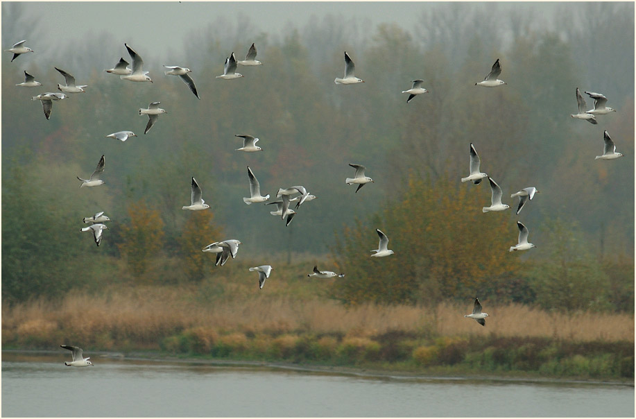 Lachm&ouml;wen, Bedburger Teiche