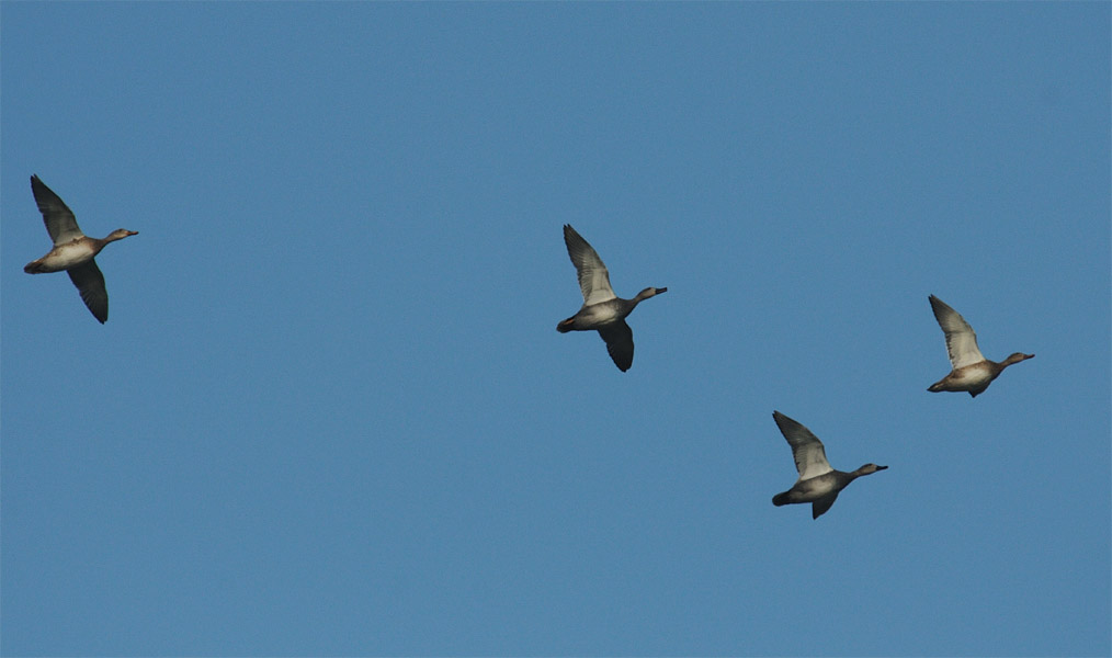 Schnatterenten, Bedburger Teiche