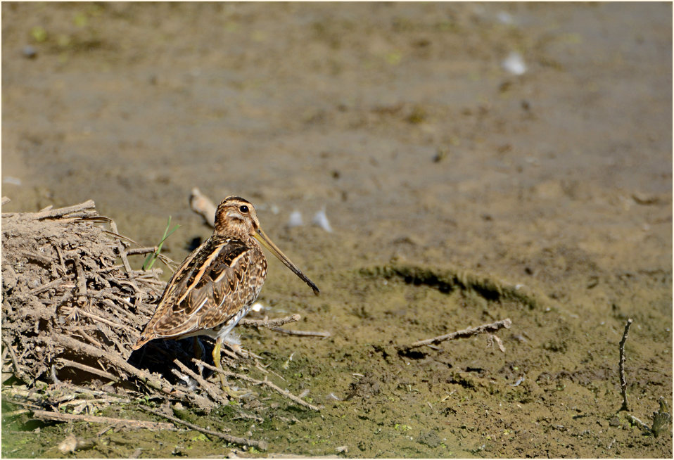 Bekassine (Gallinago gallinago)