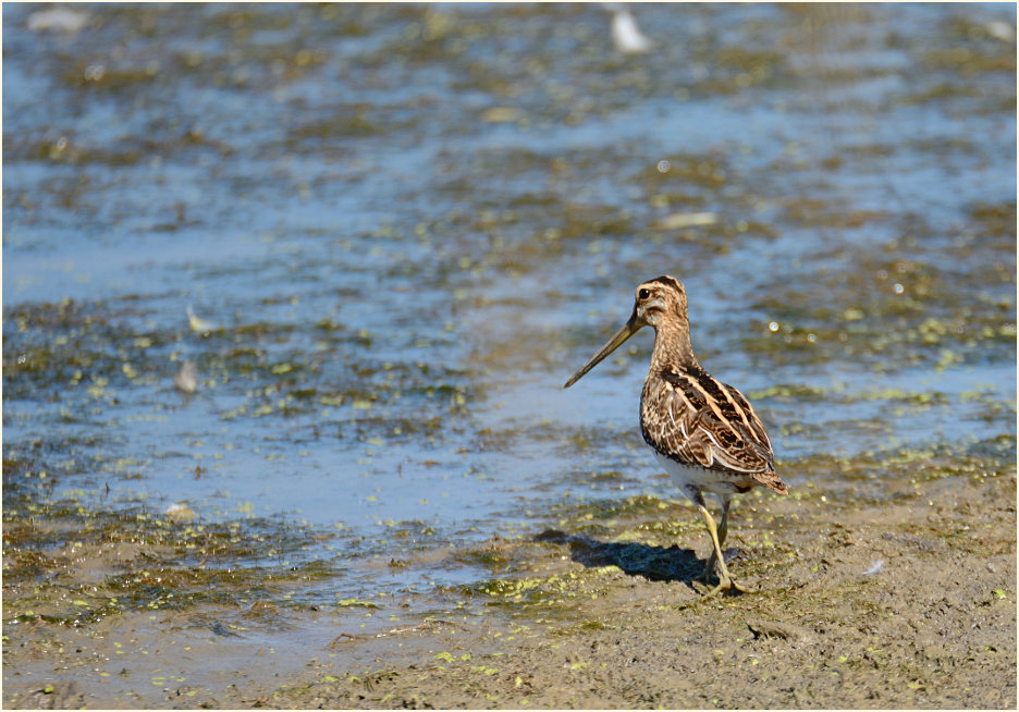 Bekassine (Gallinago gallinago)