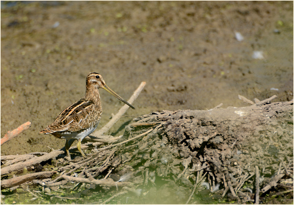 Bekassine (Gallinago gallinago)