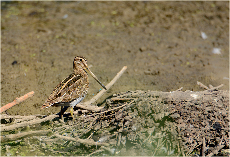 Bekassine (Gallinago gallinago)