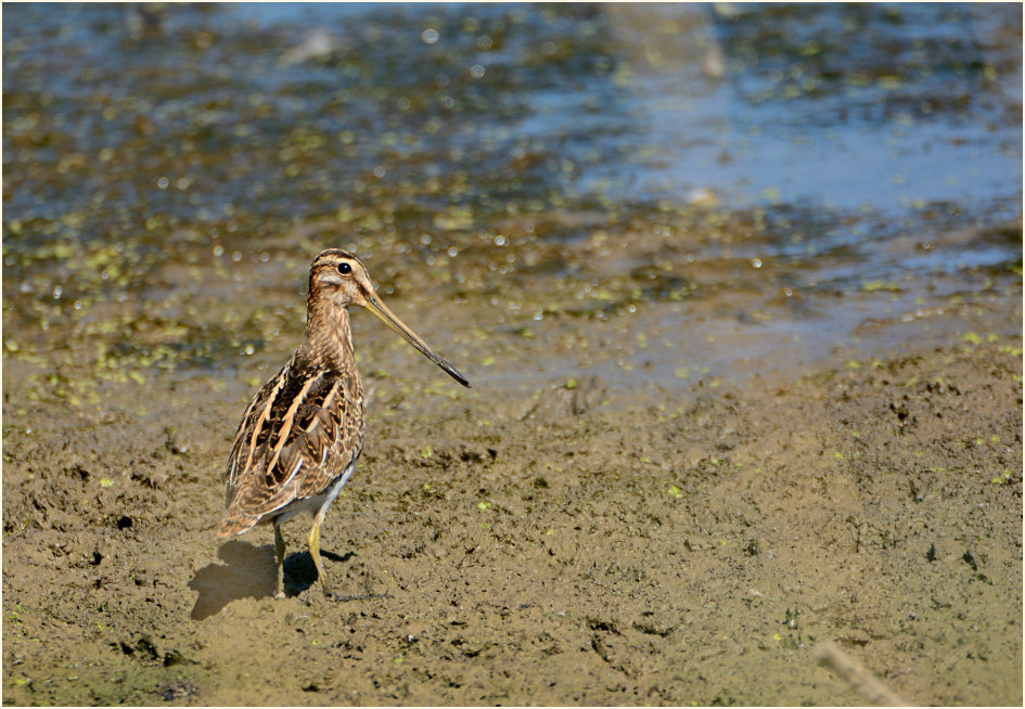 Bekassine (Gallinago gallinago)