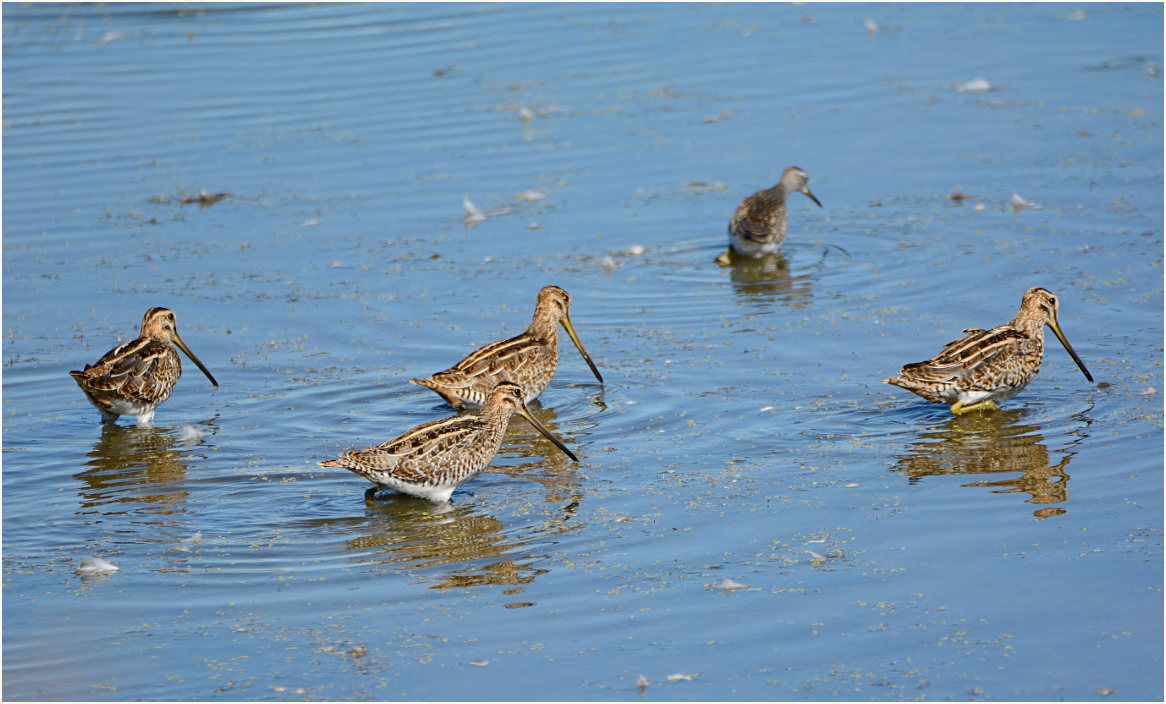 Bekassine (Gallinago gallinago)